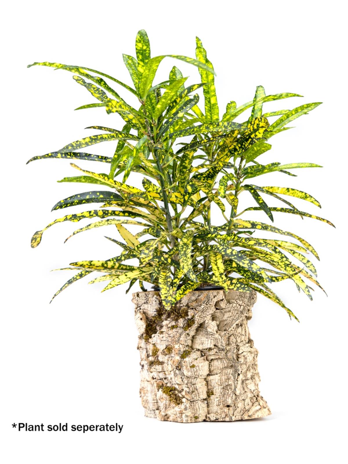 Josh's Frogs Virgin Cork Planter (6 inch tall)