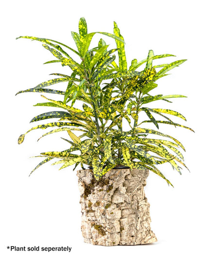 Josh's Frogs Virgin Cork Planter (6 inch tall)