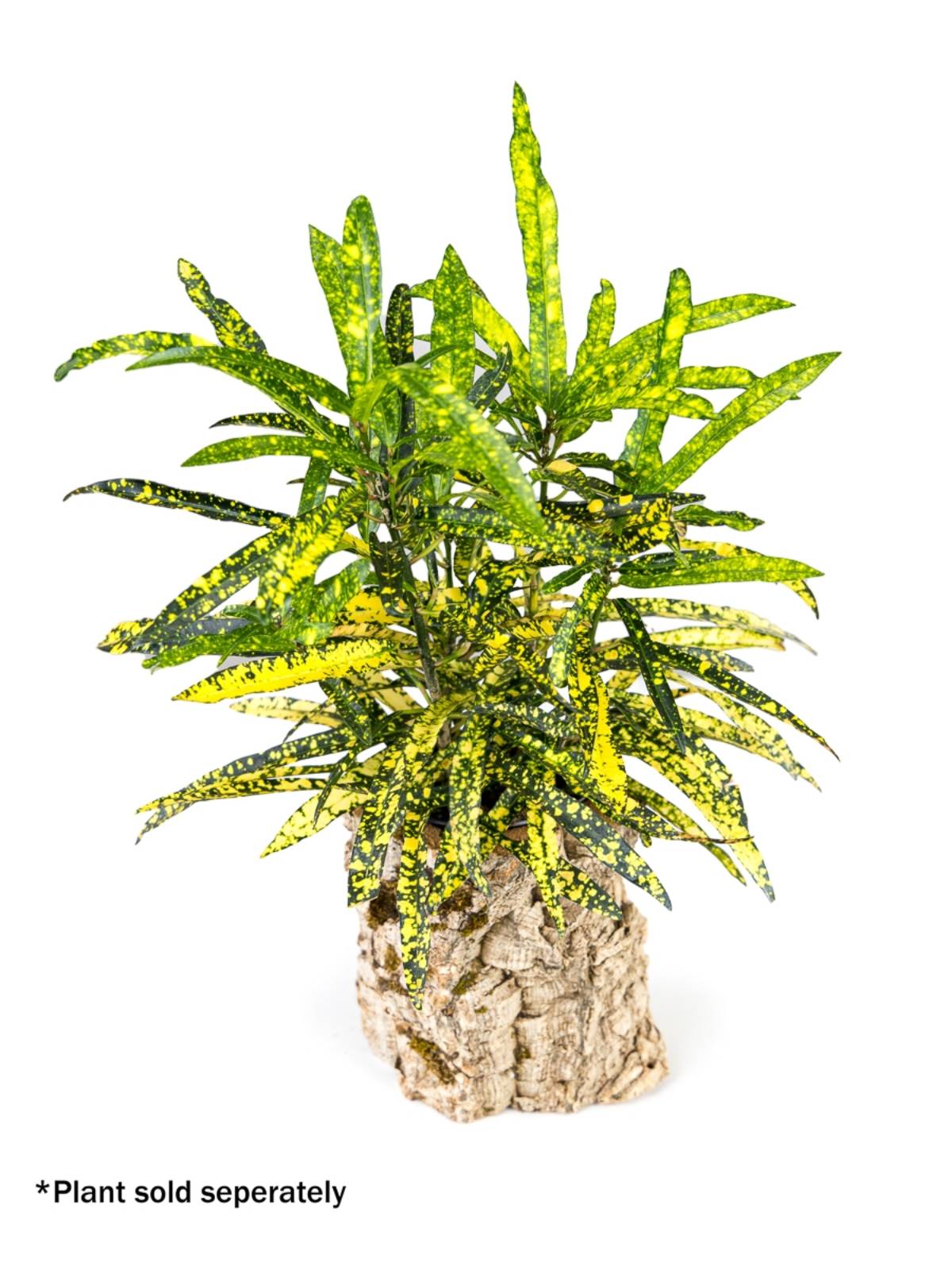Josh's Frogs Virgin Cork Planter (6 inch tall)