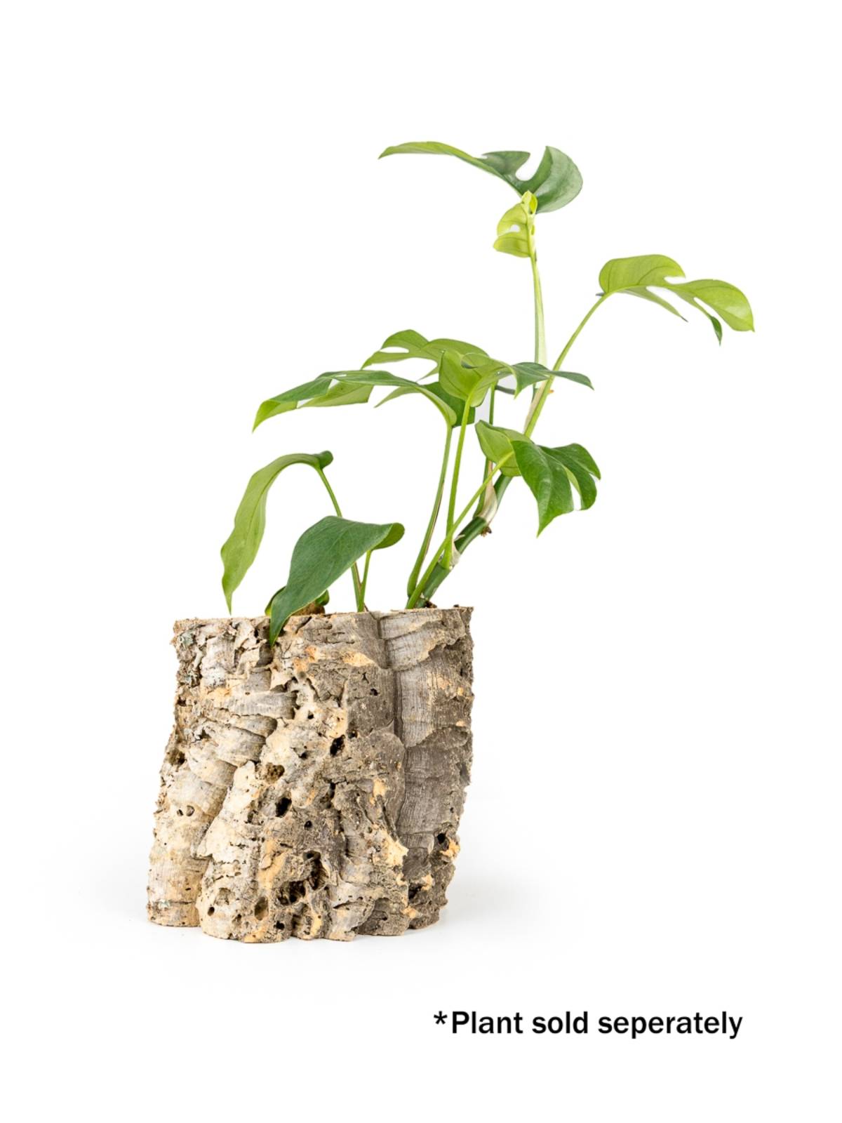Josh's Frogs Virgin Cork Planter (6 inch tall)