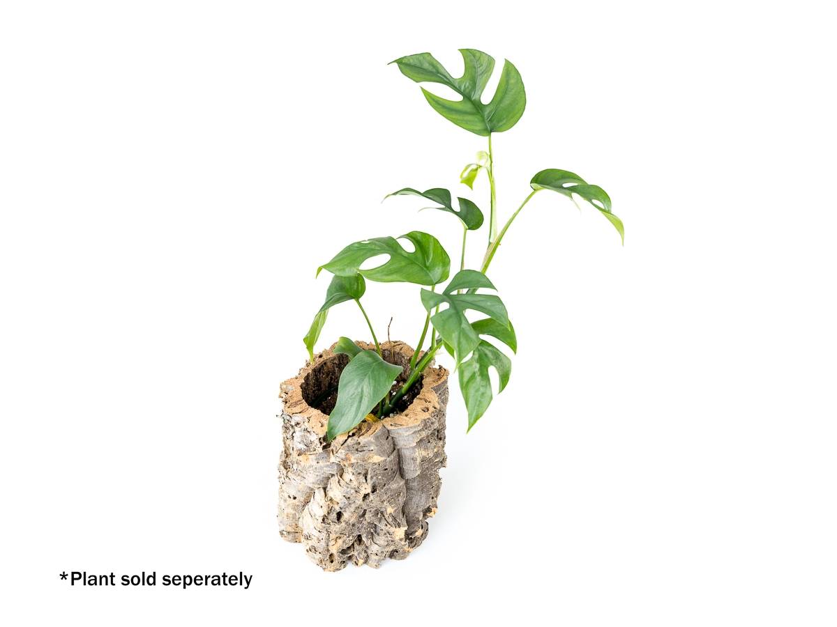 Josh's Frogs Virgin Cork Planter (6 inch tall)