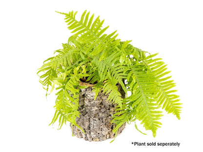 Josh's Frogs Virgin Cork Planter (8 inch tall)