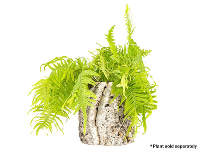 Josh's Frogs Virgin Cork Planter (8 inch tall)