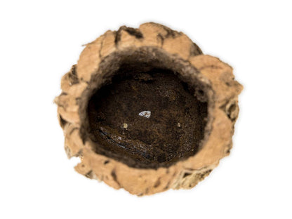 Josh's Frogs Virgin Cork Planter (6 inch tall)