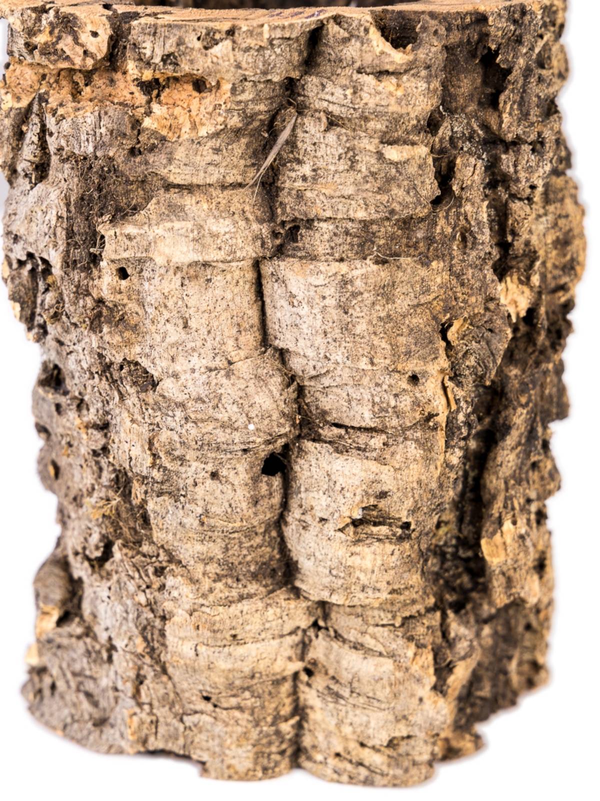 Josh's Frogs Virgin Cork Planter (8 inch tall)