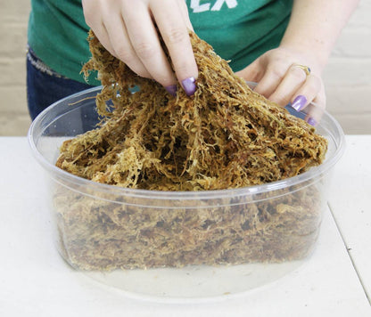 New Zealand Long Fiber Sphagnum Moss - CLASSIC (150g 12L)
