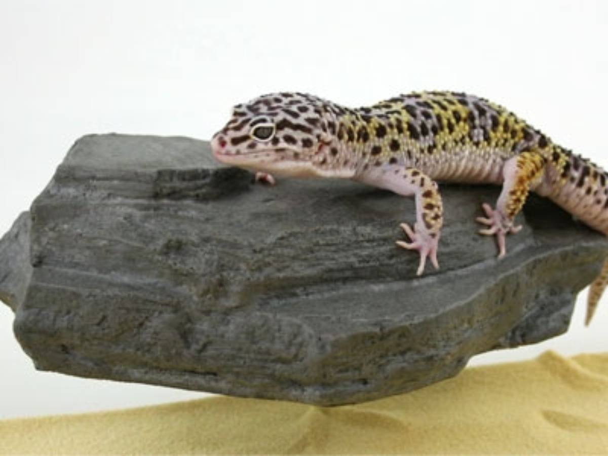 MagNaturals Magnetic Rock Ledge (Small - Granite)