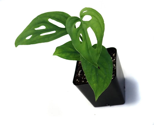Monstera adansonii 'Swiss Cheese Vine'