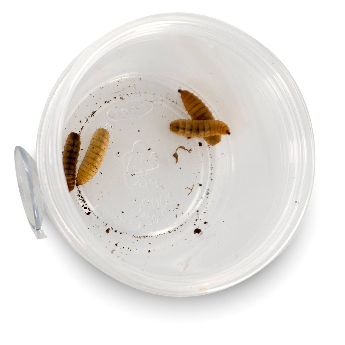Mounted Suction Feeding Cup for Geckos (2 oz Cup)