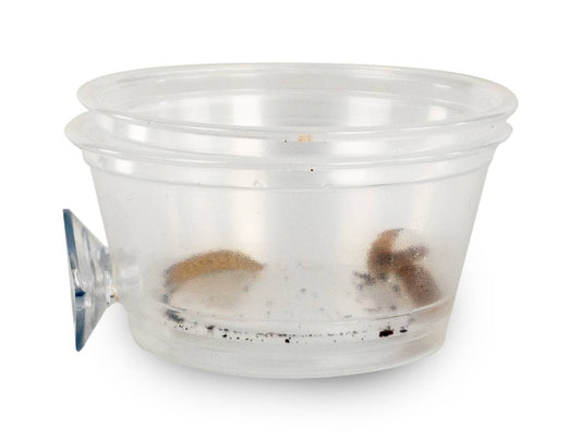 Mounted Suction Feeding Cup for Geckos (2 oz Cup)