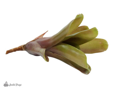 Neoregelia 'Fireball' Bromeliad