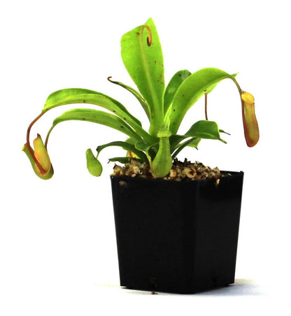 Nepenthes 'Alata'