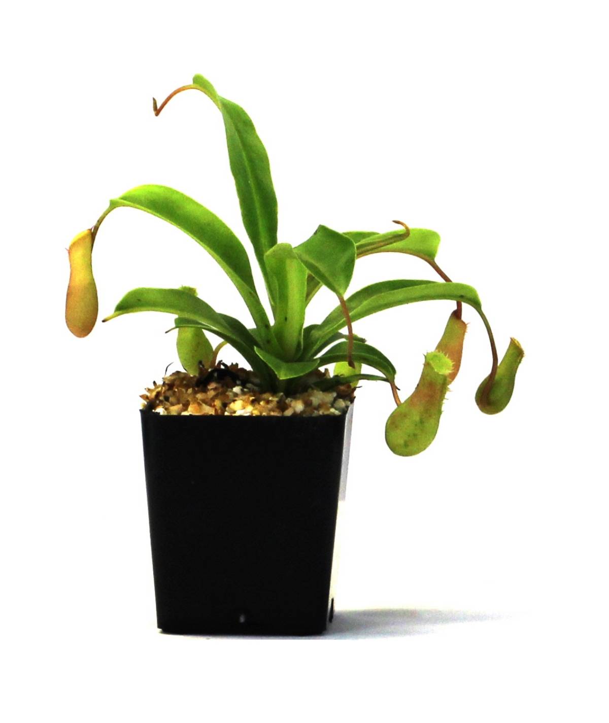 Nepenthes 'Alata'