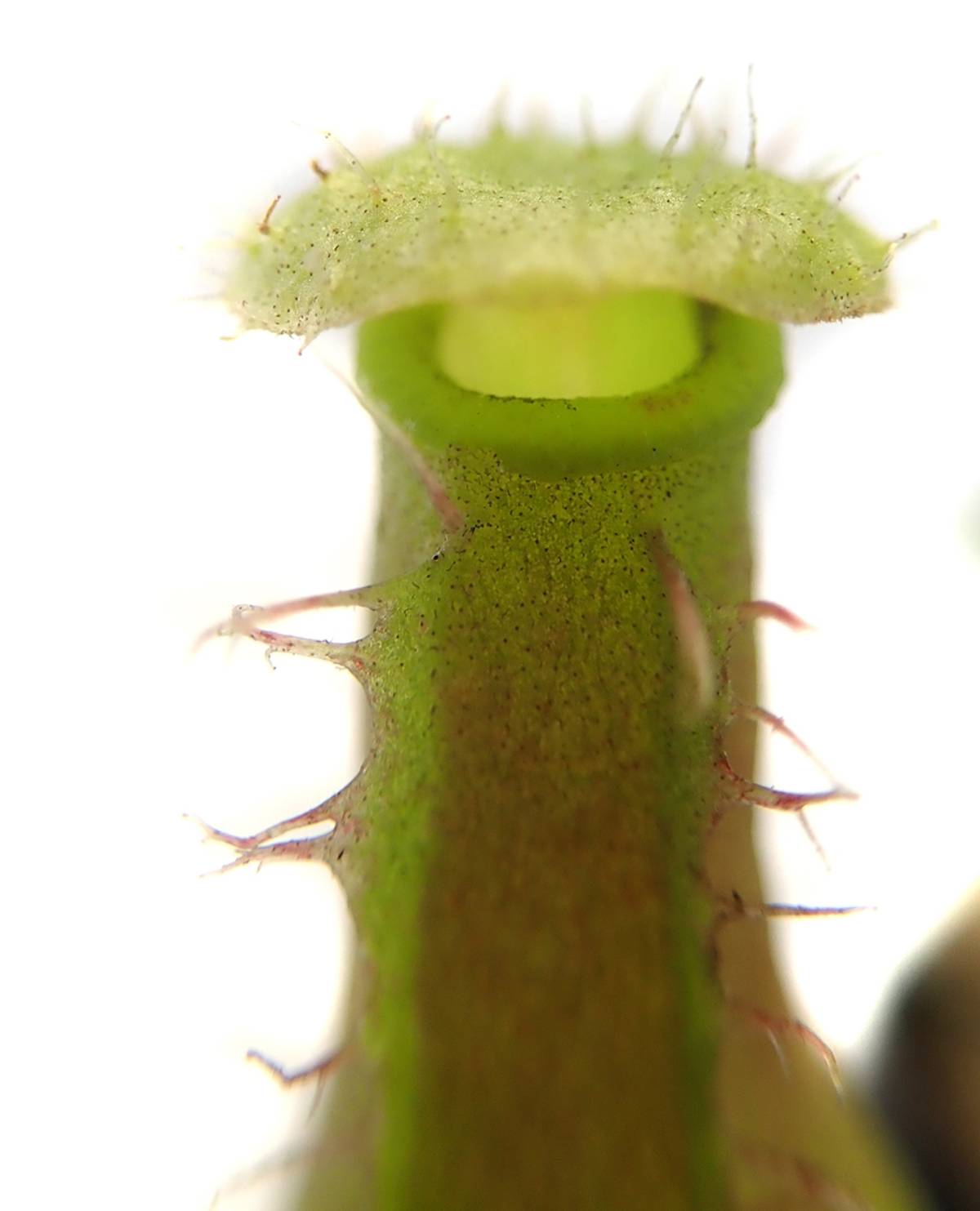 Nepenthes 'Alata'