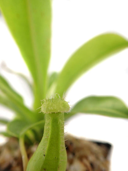 Nepenthes 'Alata'