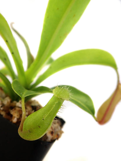 Nepenthes 'Alata'