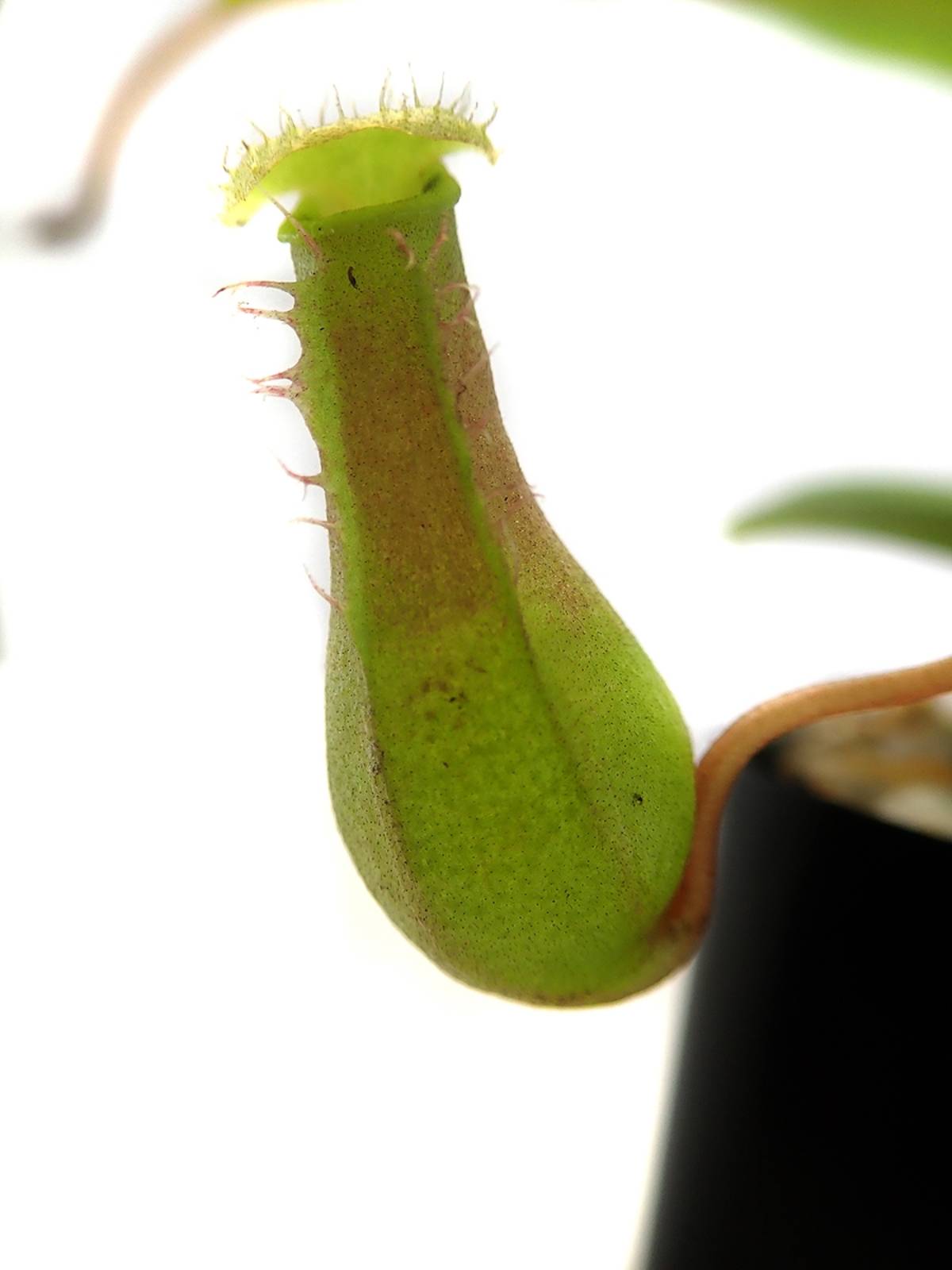 Nepenthes 'Alata'