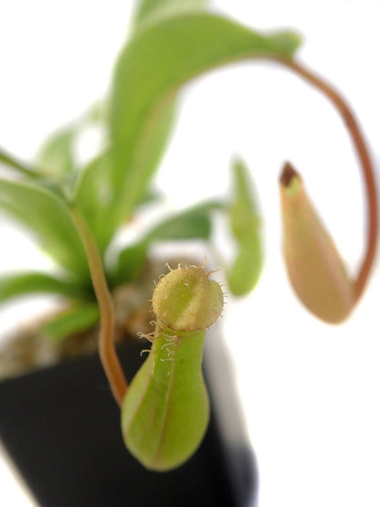 Nepenthes 'Alata'