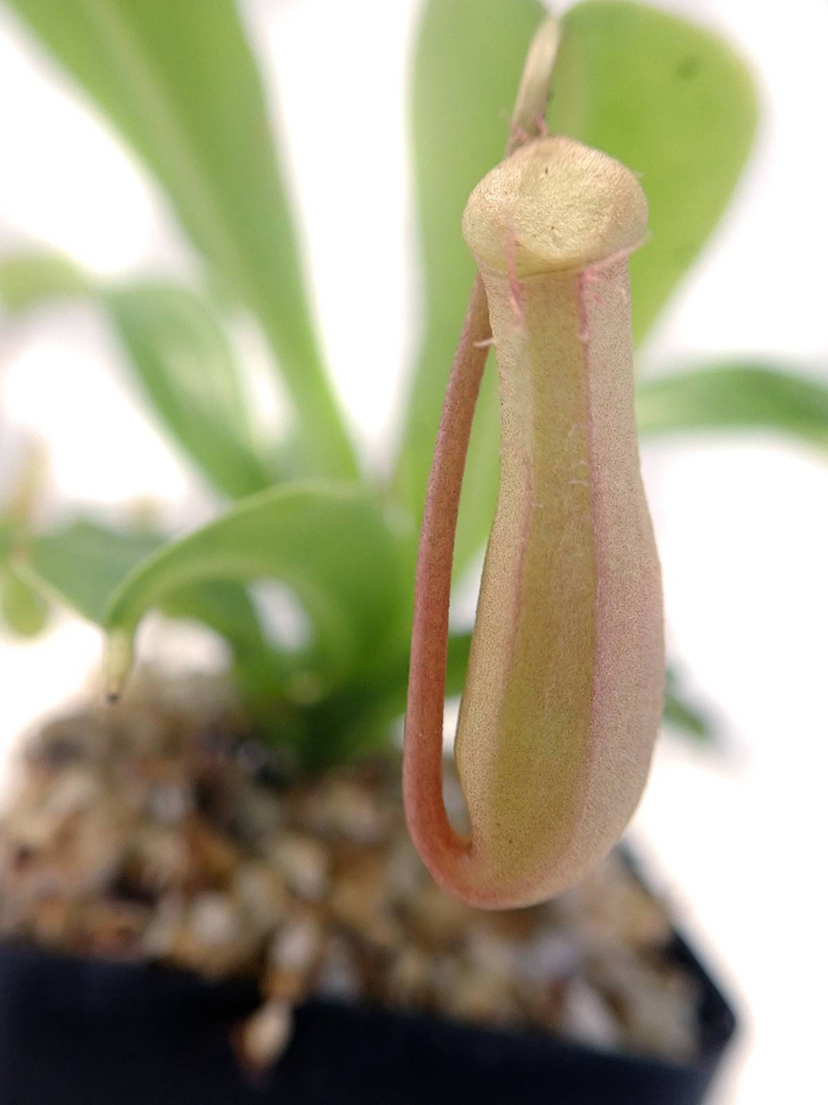 Nepenthes 'Alata'