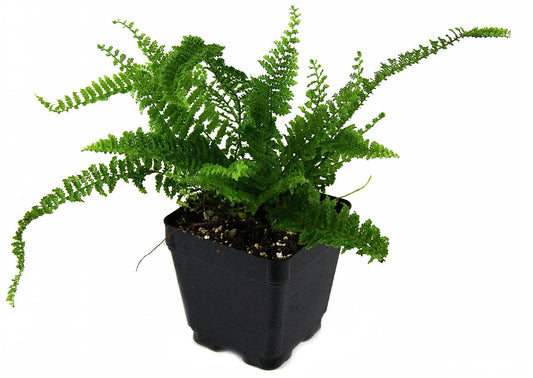 Nephrolepis exaltata 'Fluffy Ruffles Fern'