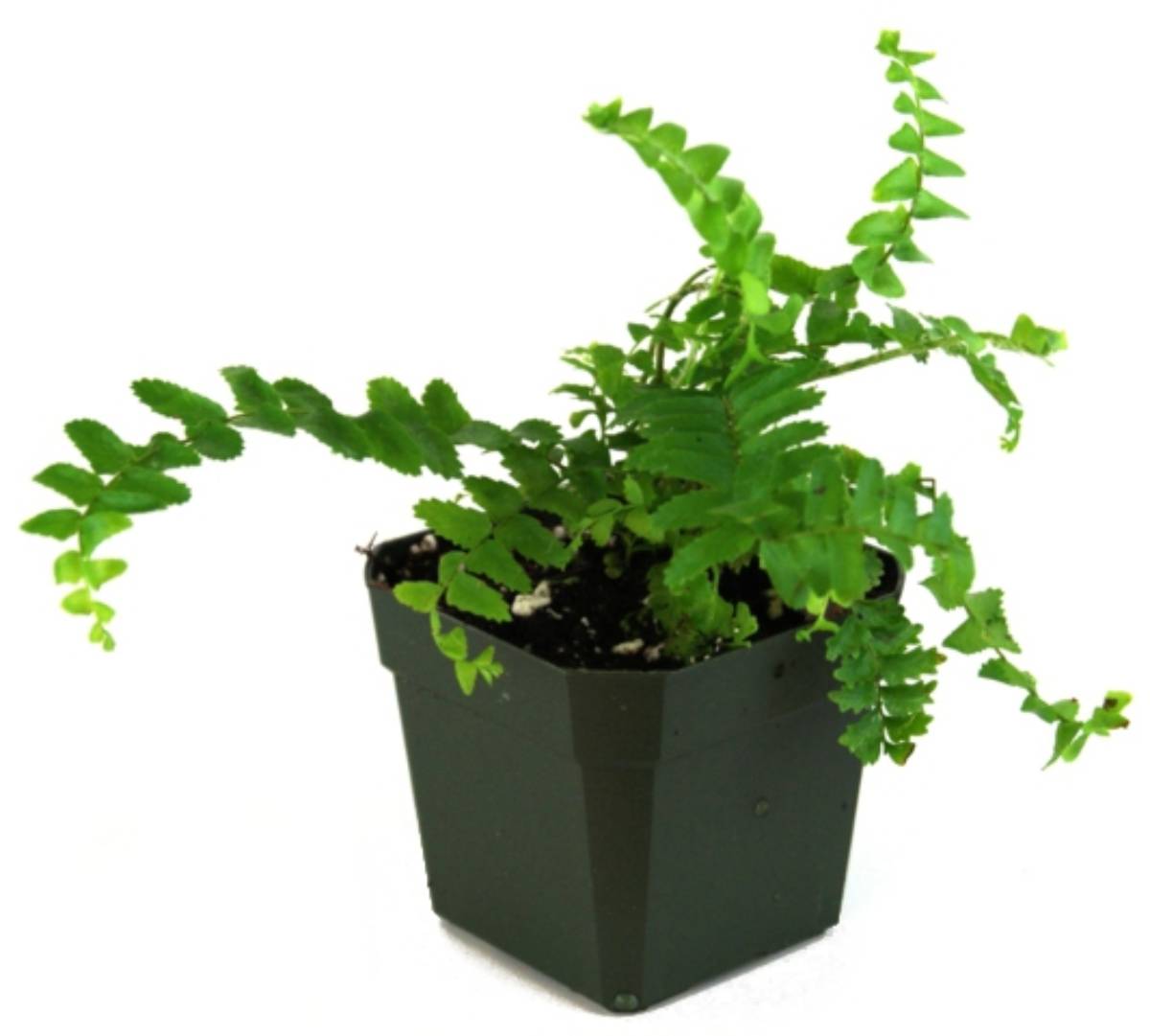 Nephrolepis obliterata 'Emerald Queen' - Australian Sword Fern – Shop ...