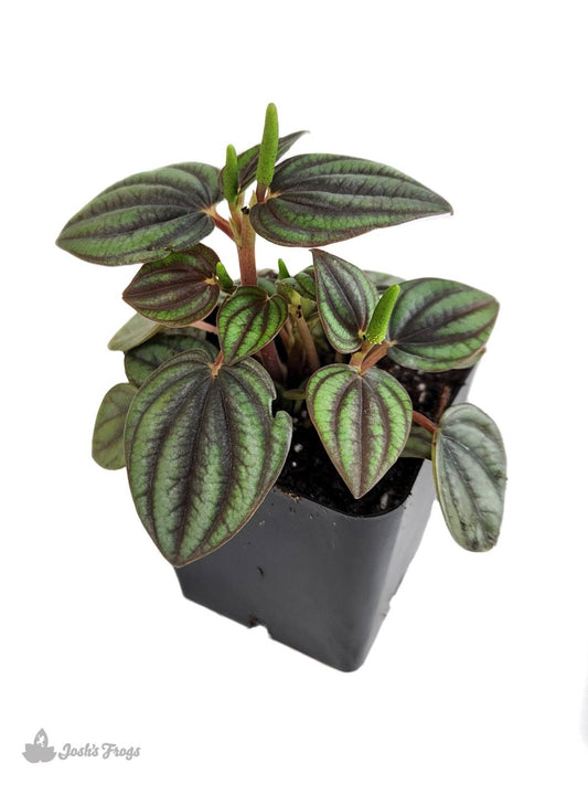 Peperomia albovittata 'Piccolo Banda'