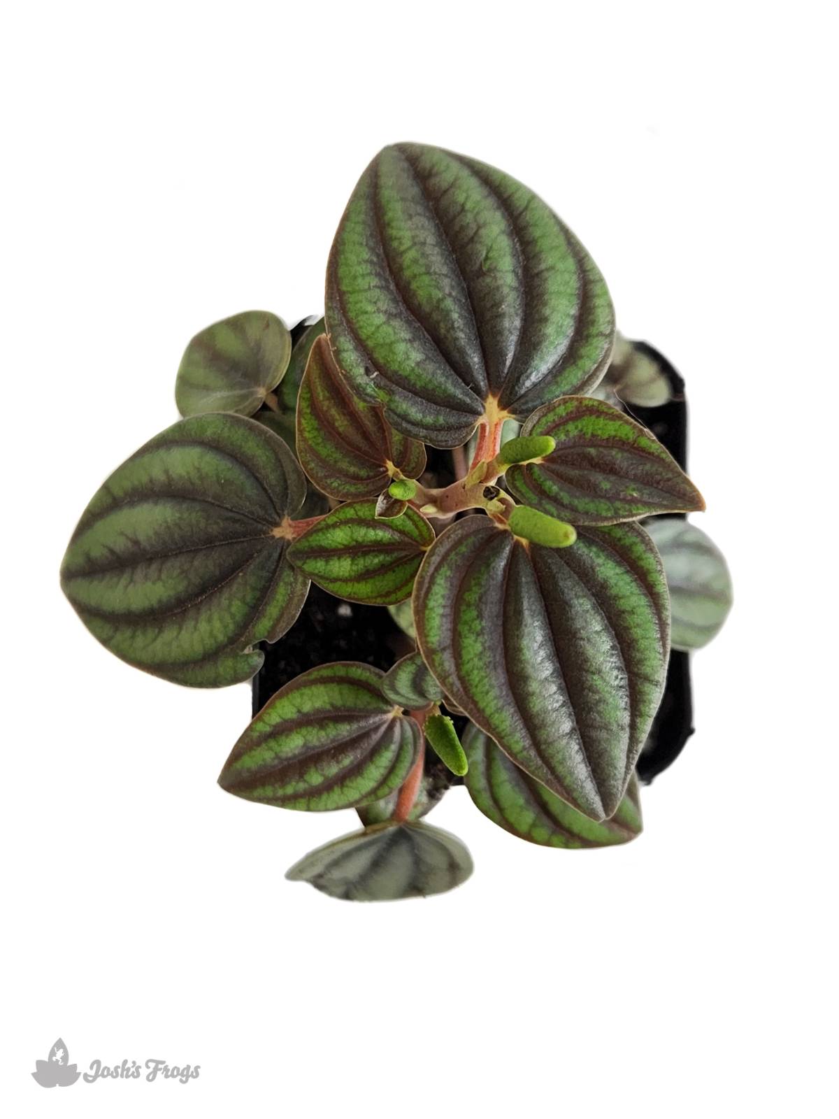 Peperomia albovittata 'Piccolo Banda'