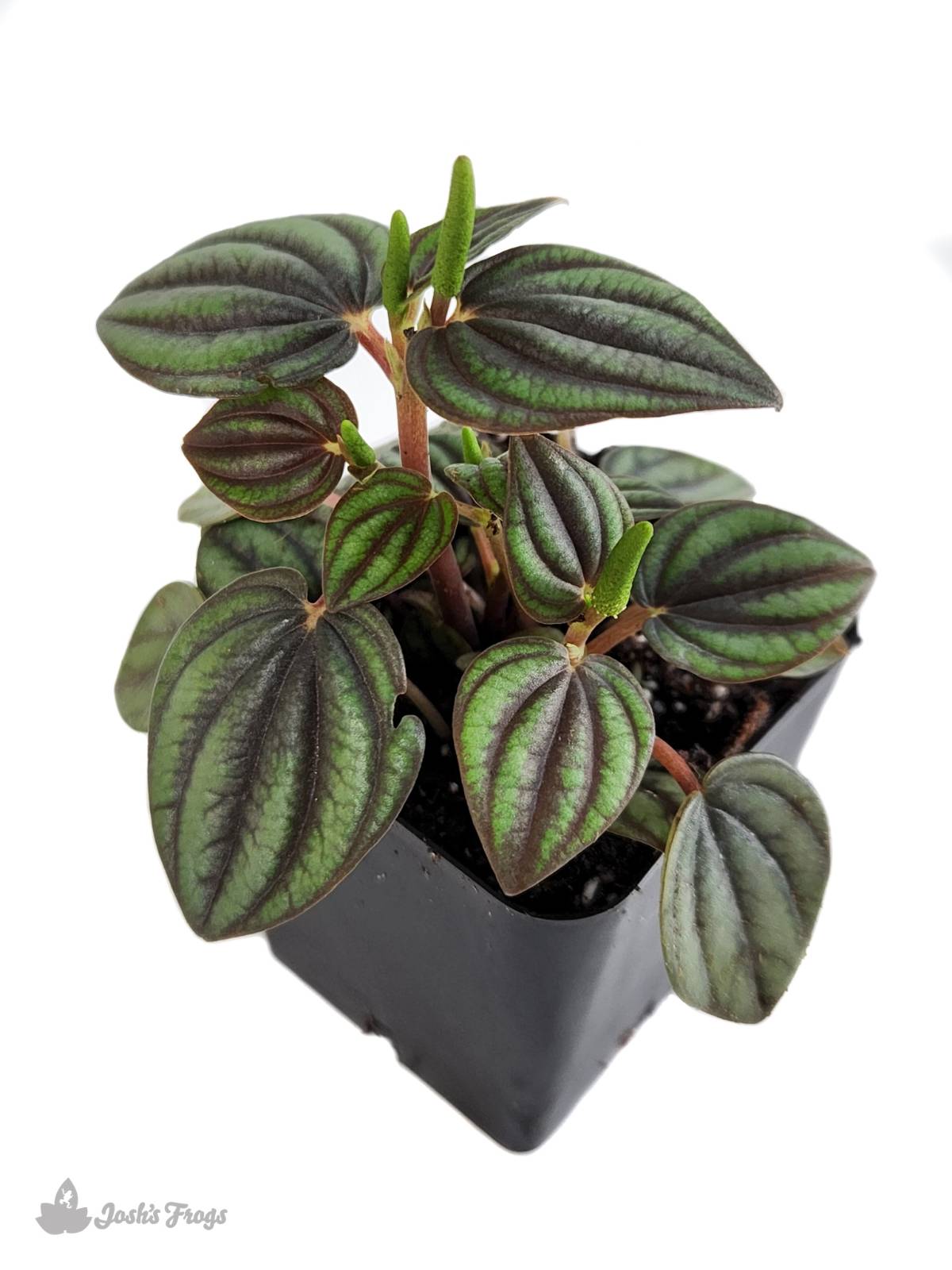 Peperomia albovittata 'Piccolo Banda'