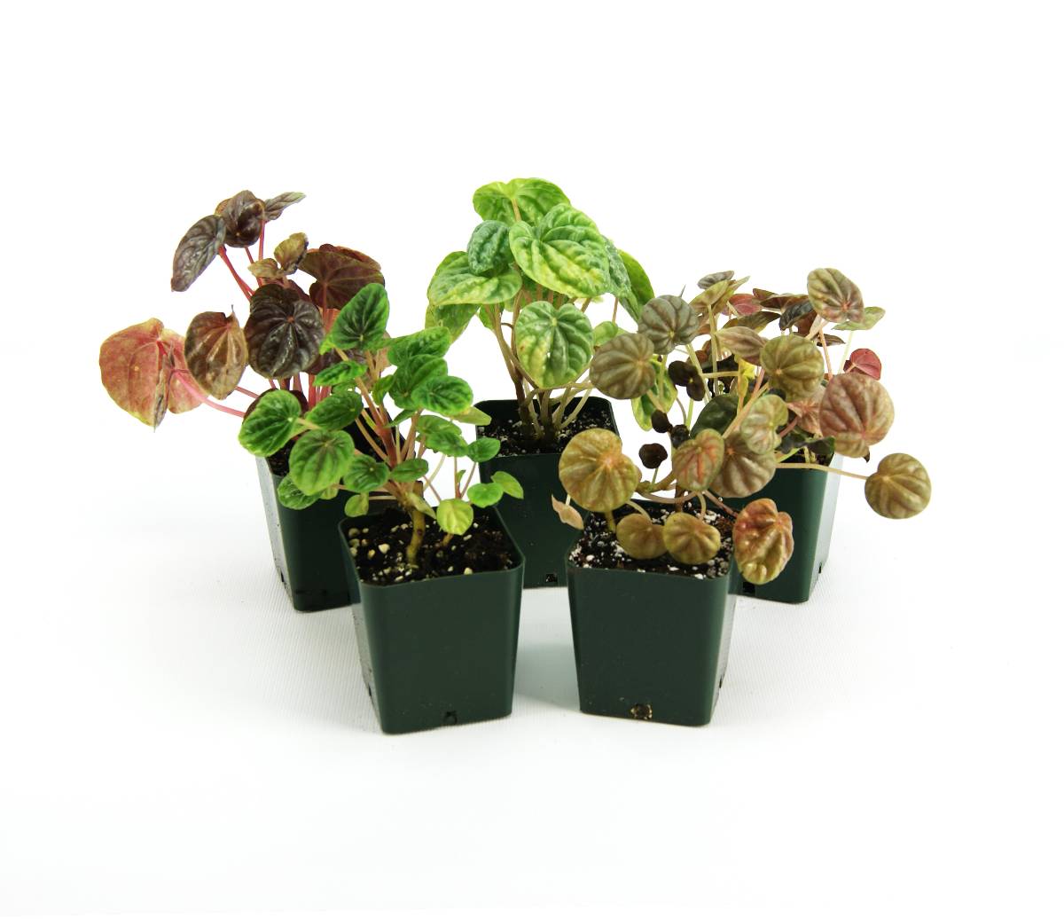 Peperomia (Grower's Choice)