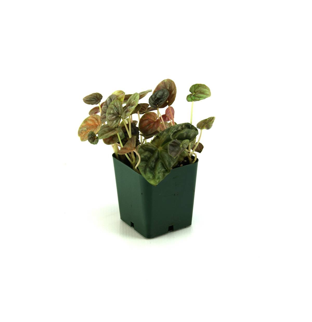 Peperomia (Grower's Choice)