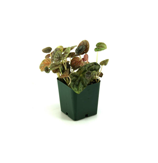 Peperomia (Grower's Choice)