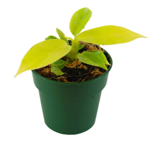 Philodendron 'Moonlight'