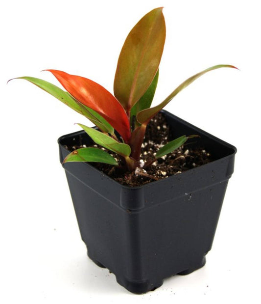 Philodendron 'Prince of Orange'