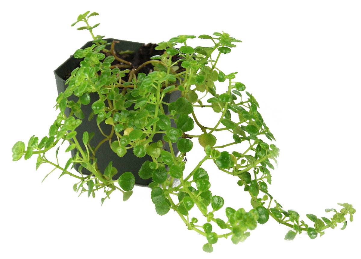 Pilea depressa 'Baby Tears'