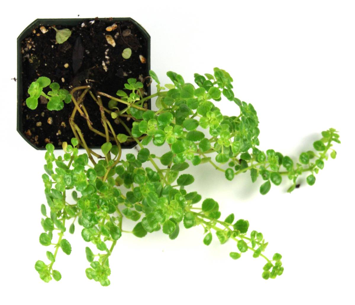 Pilea depressa 'Baby Tears'