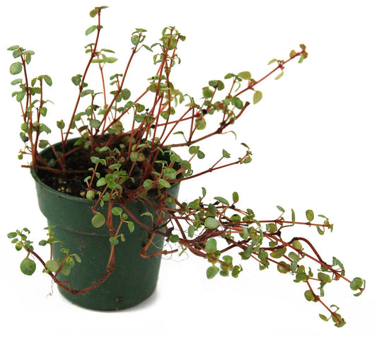 Pilea glaucophylla 'Red Stem Tears'