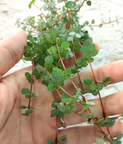 Pilea glaucophylla 'Red Stem Tears'