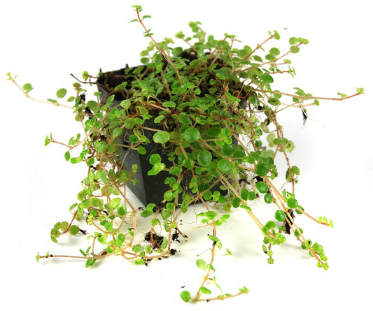 Pilea depressa 'Tiny Tears'