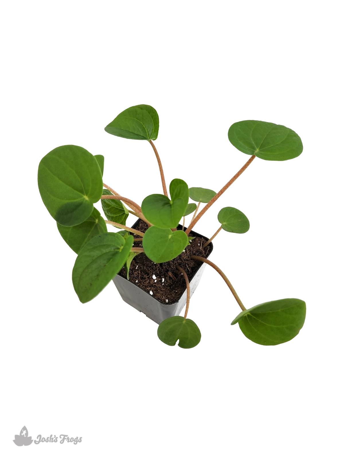 Peperomia 'Rana Verde'