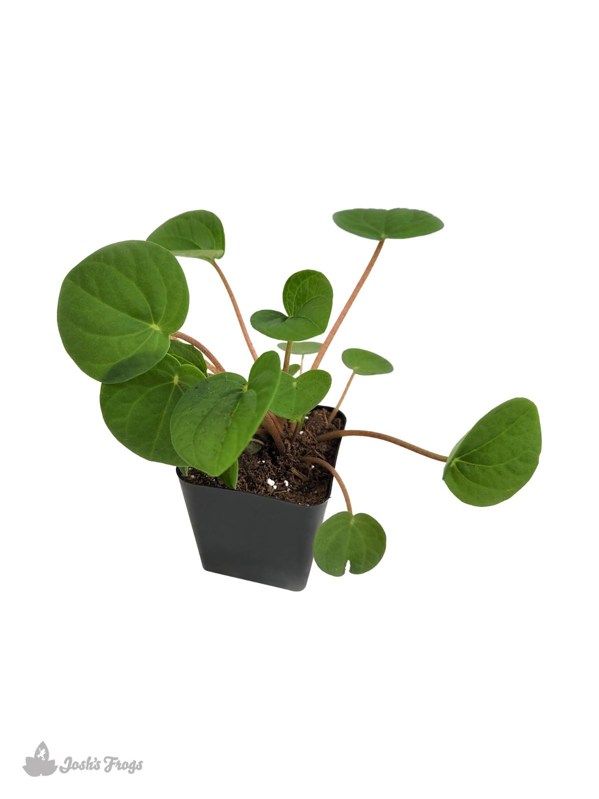 Peperomia 'Rana Verde'