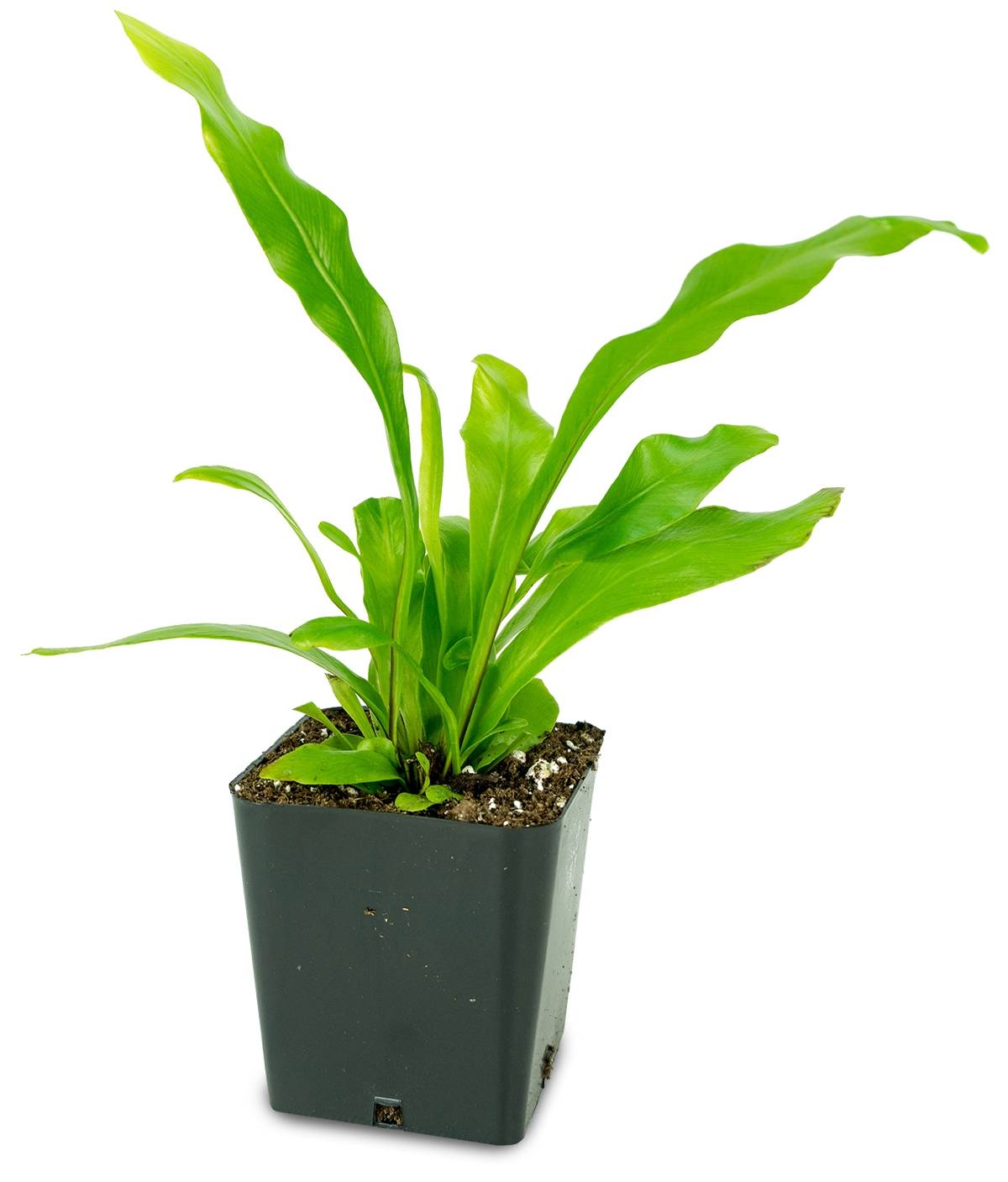 Asplenium nidus 'Bird's Nest Fern'