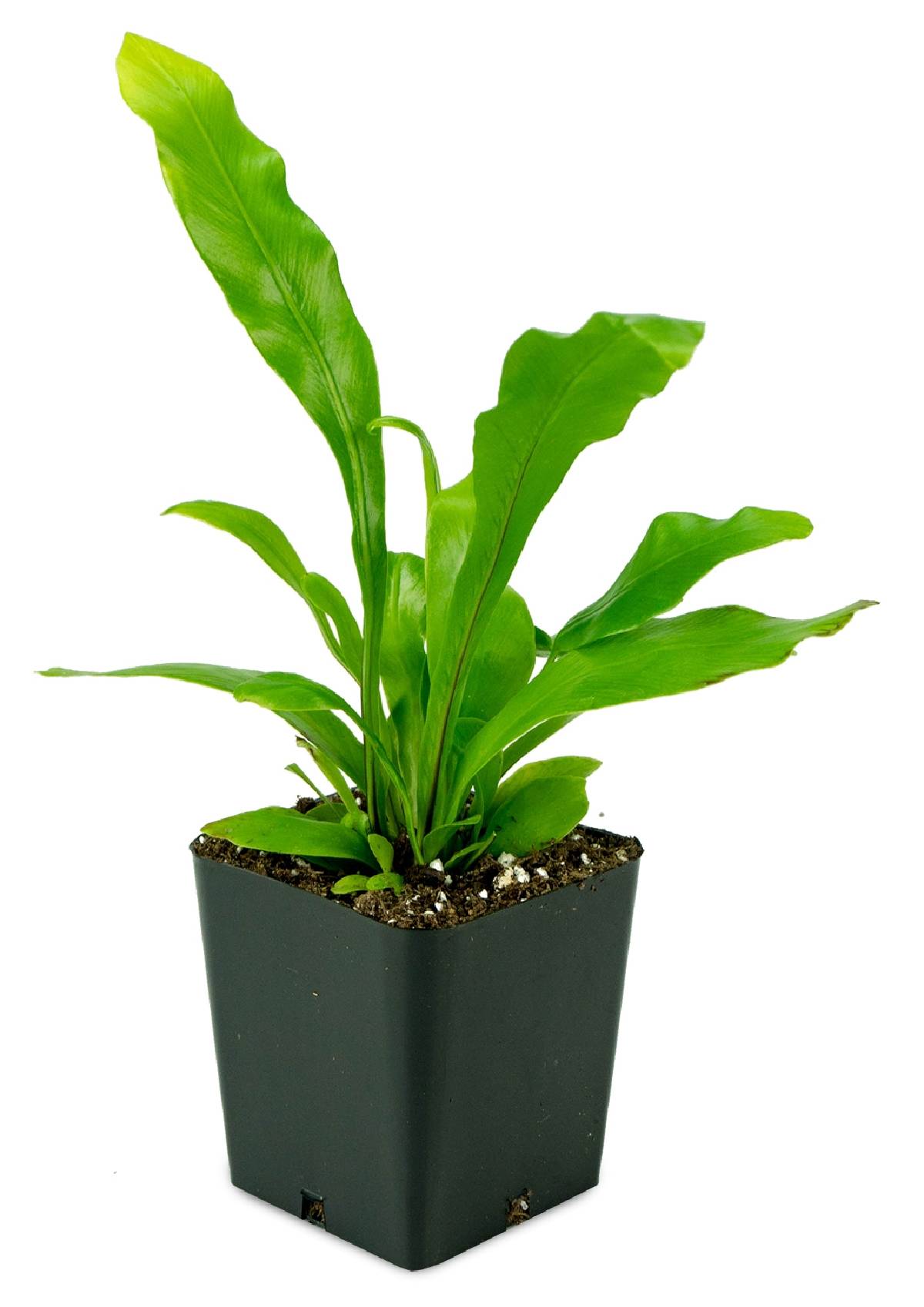 Asplenium nidus 'Bird's Nest Fern'