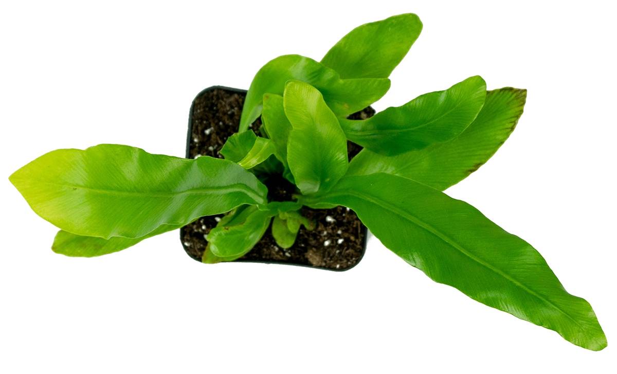 Asplenium nidus 'Bird's Nest Fern'