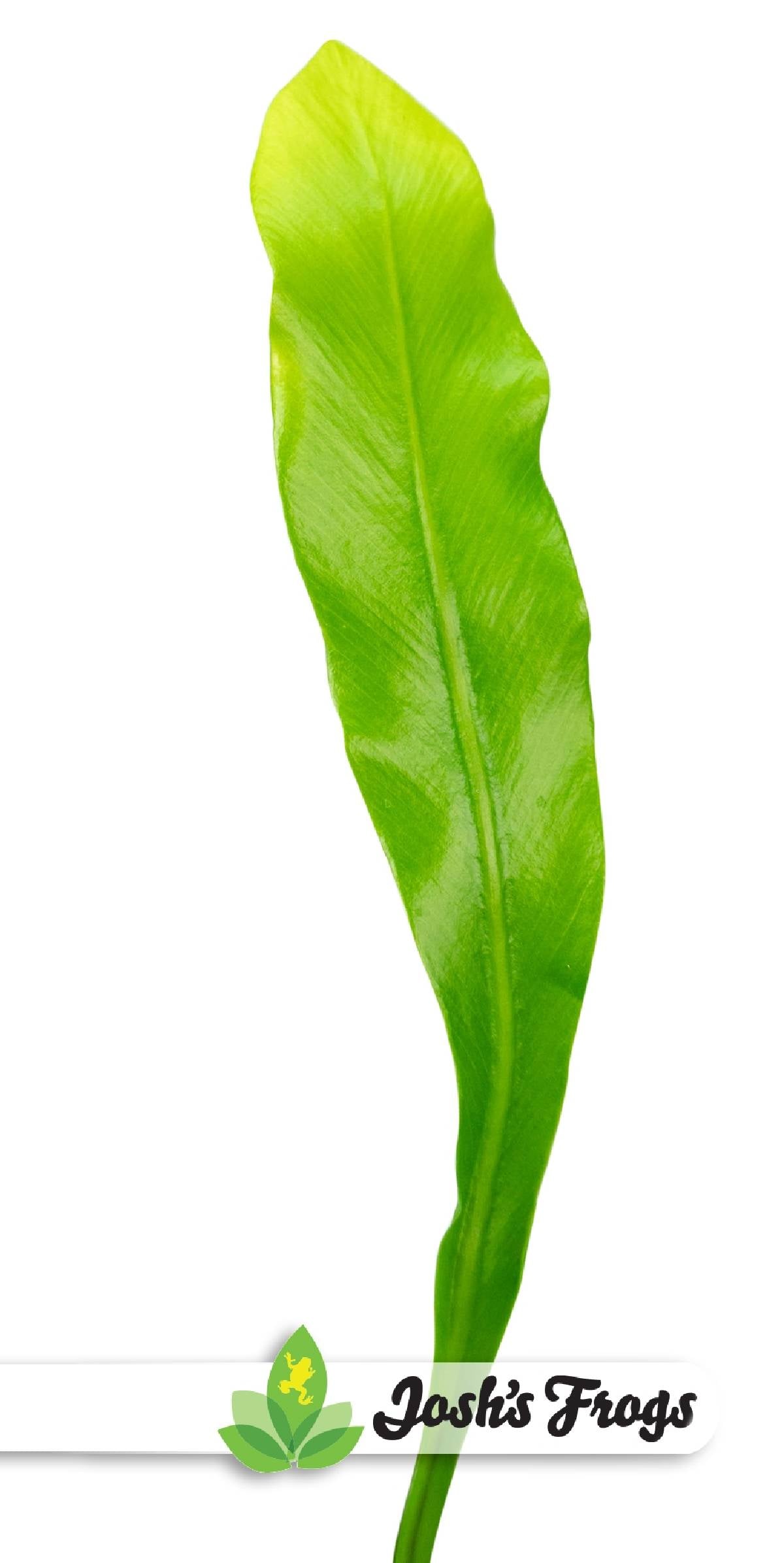 Asplenium nidus 'Bird's Nest Fern'