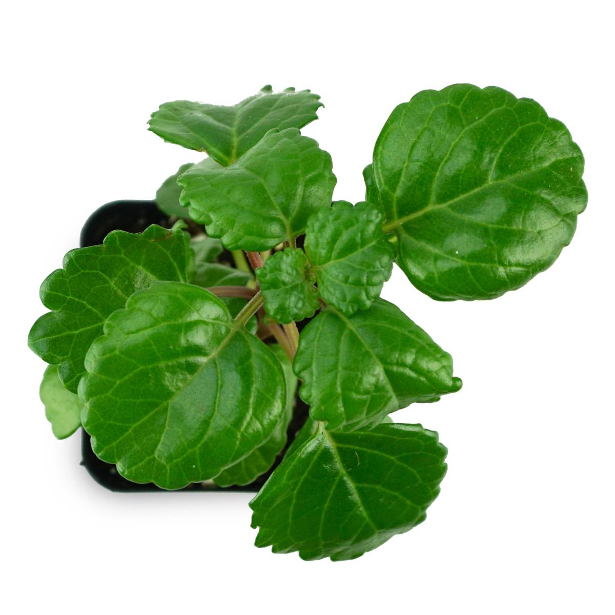 Plectranthus australis - Swedish Ivy (Green)