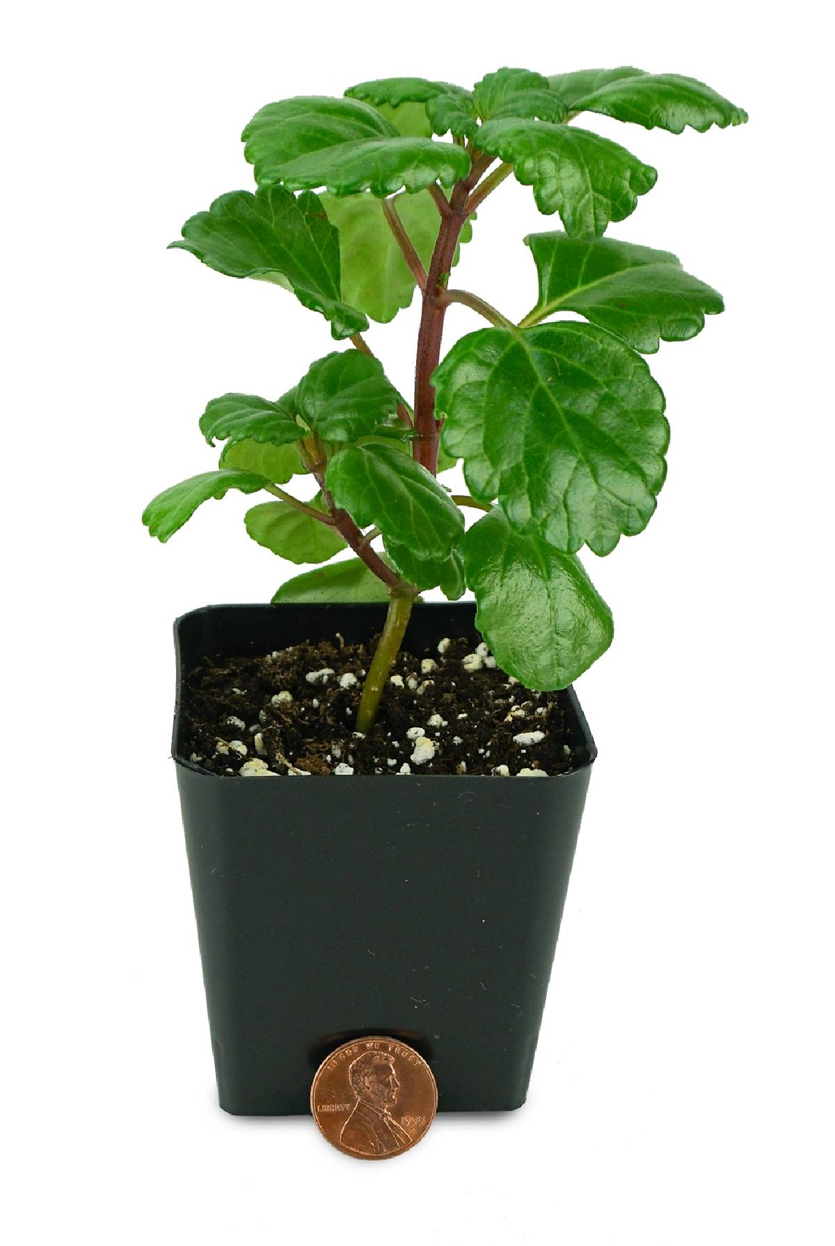 Plectranthus australis - Swedish Ivy (Green)