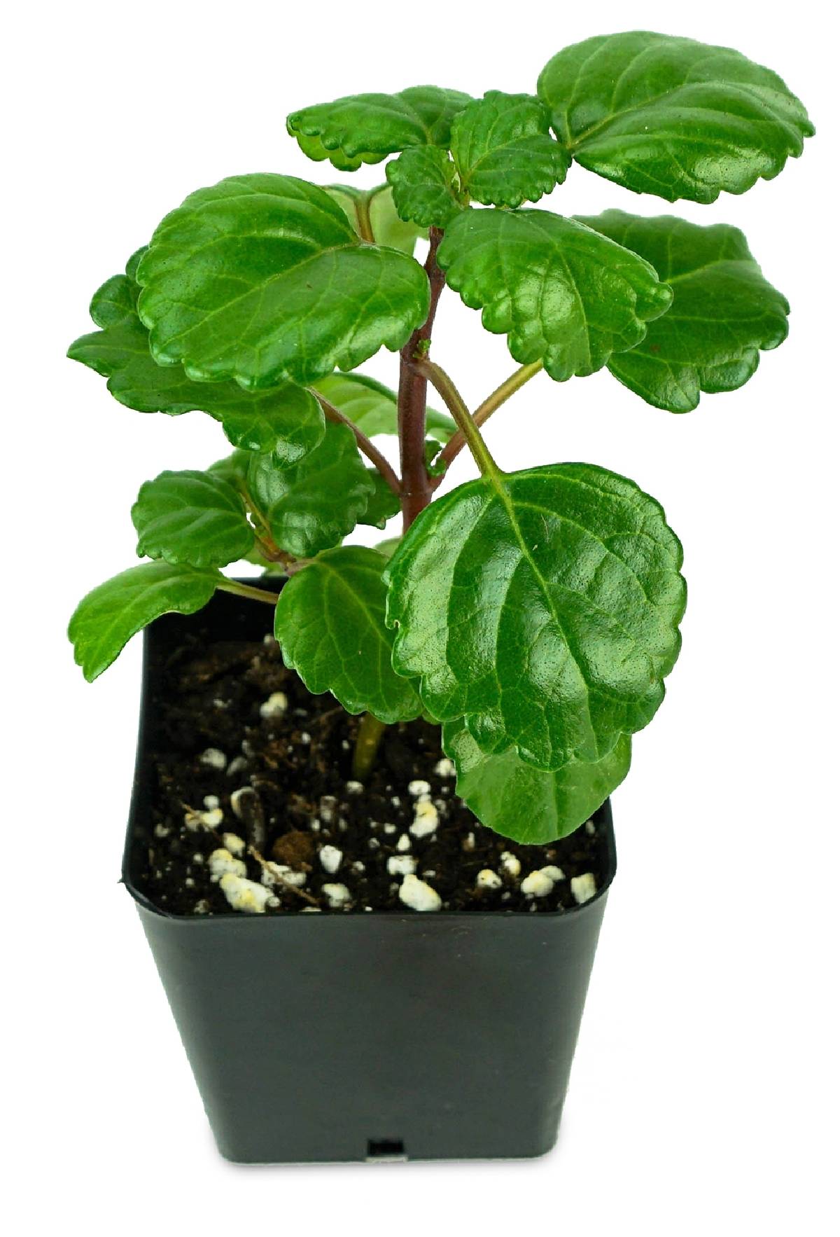 Plectranthus australis - Swedish Ivy (Green)