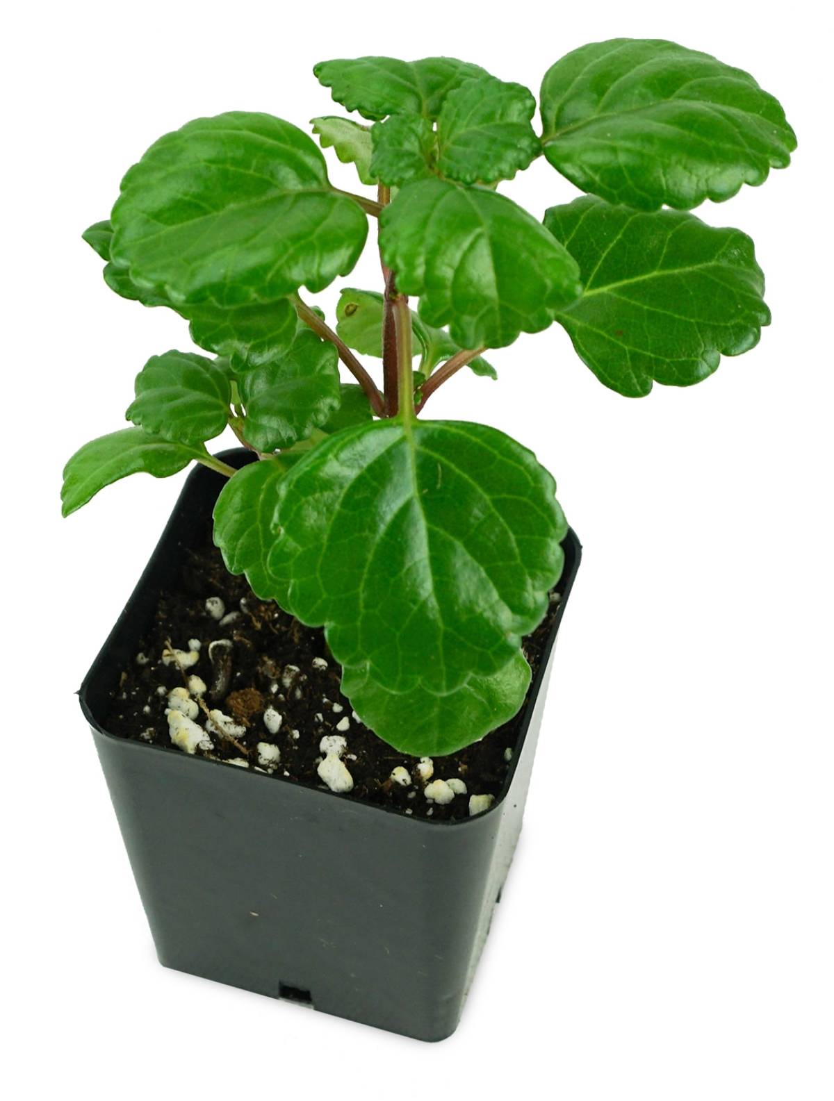 Plectranthus australis - Swedish Ivy (Green)