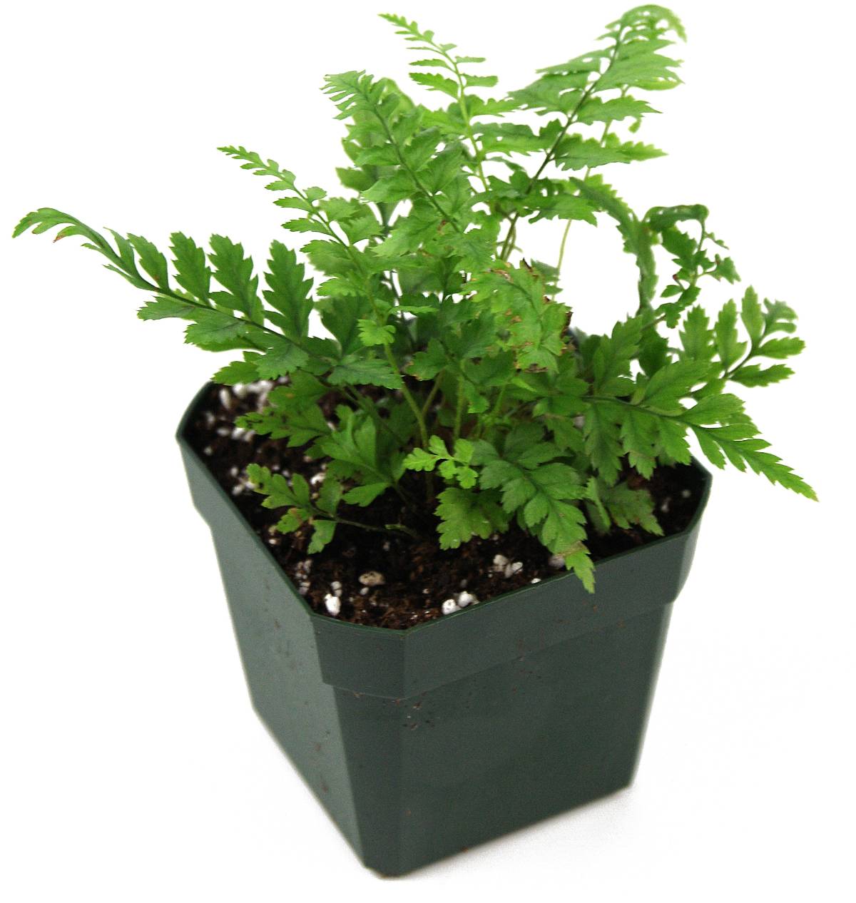 Polystichum tsus-simense 'Korean Rock Fern'