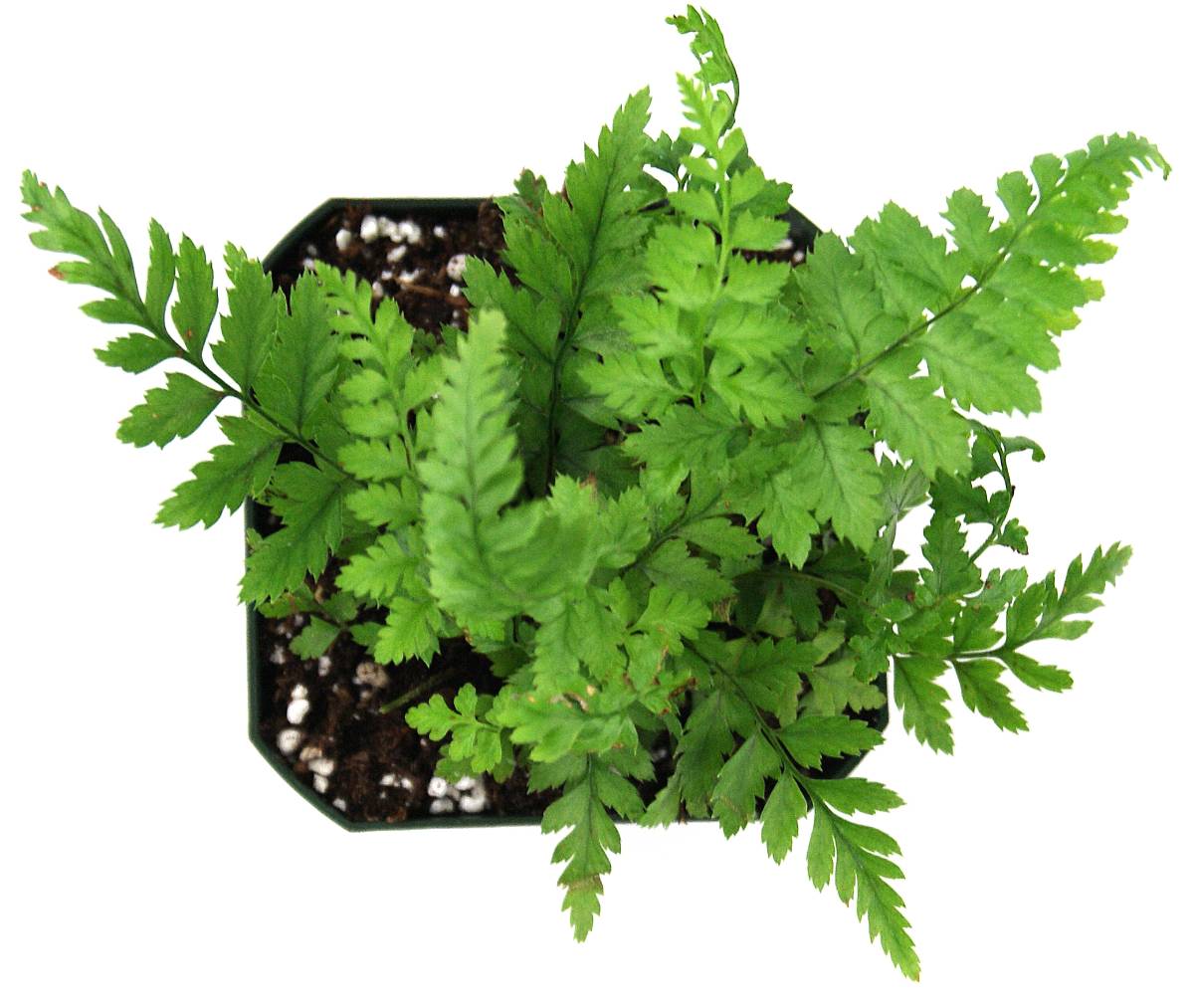 Polystichum tsus-simense 'Korean Rock Fern'